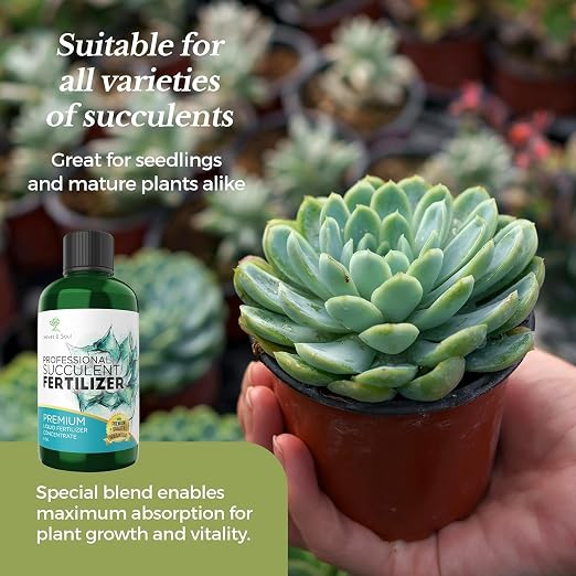 Succulent