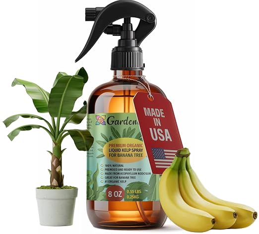BANANA Tree