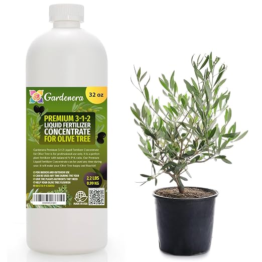 OLIVE TREE
