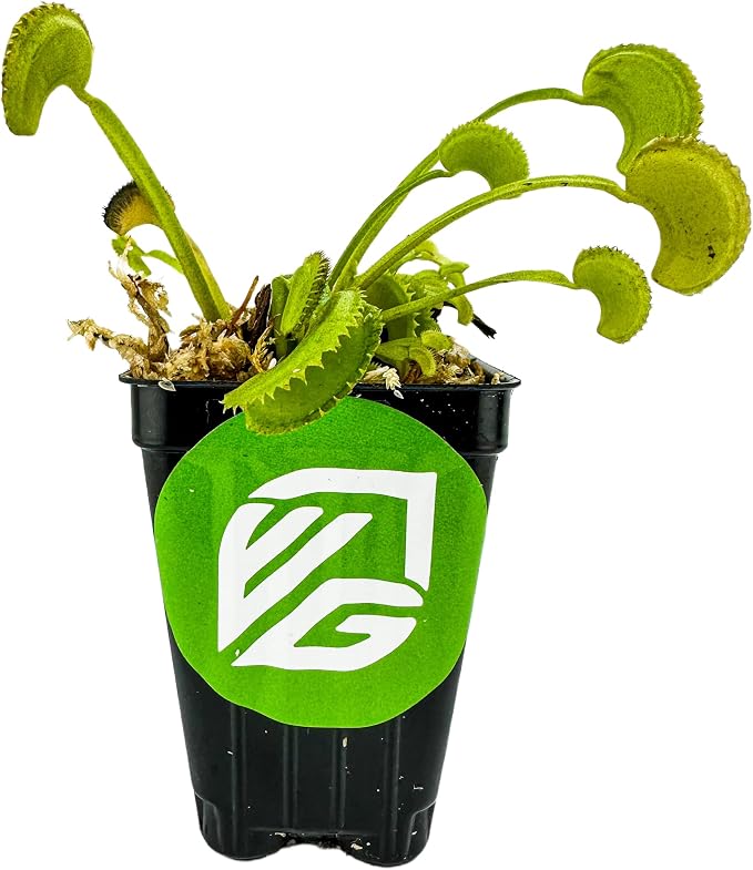 Dente Venus Fly Trap