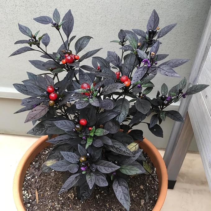 Black Hot Pepper