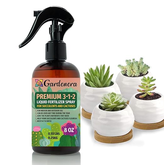 SUCCULENT & CACTUS