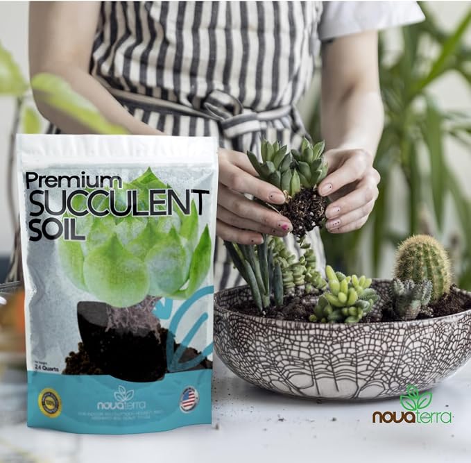 Succulent Soil