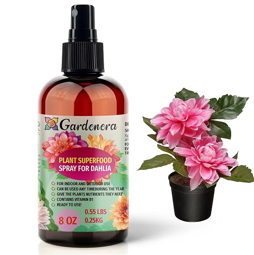 DAHLIA Plants Superfood