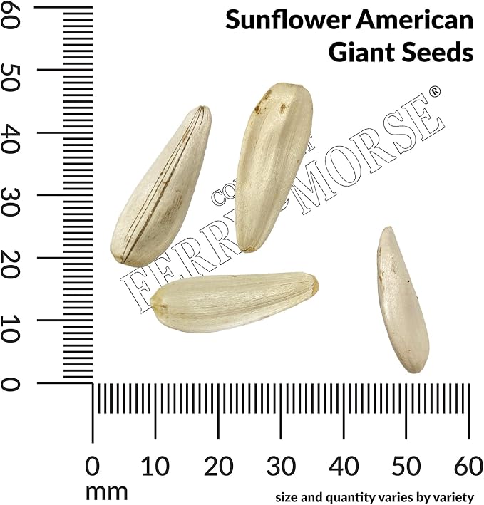 Sunflower American Giant Hybrid Seed Bundle - 10 Pack