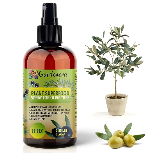 OLIVE TREE Plants Superfood