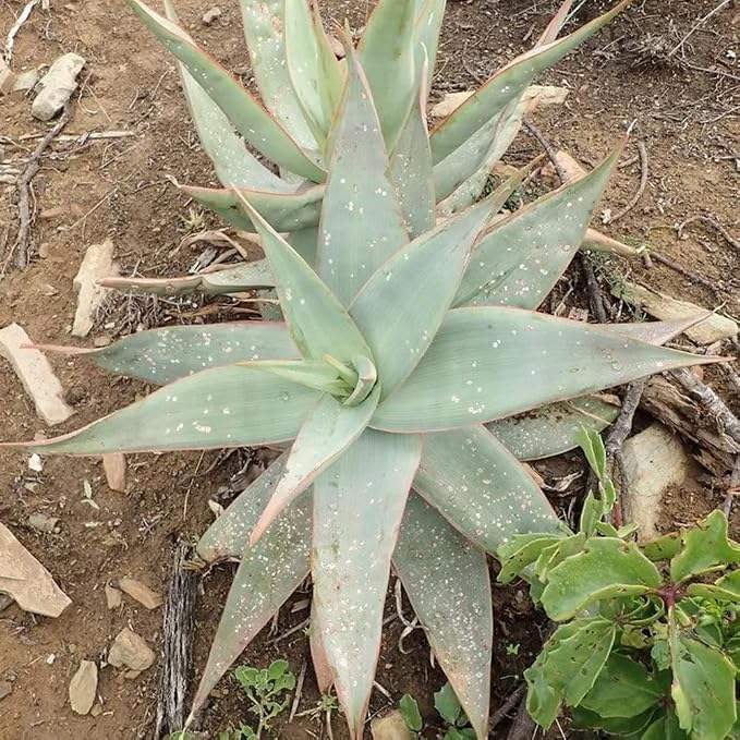 aloe-coral