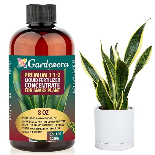 SNAKE PLANT