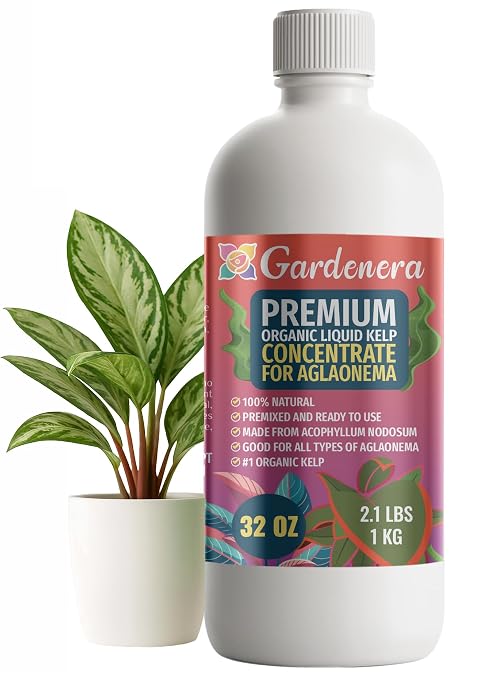 AGLAONEMA