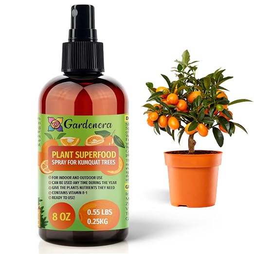KUMQUAT Plants Superfood
