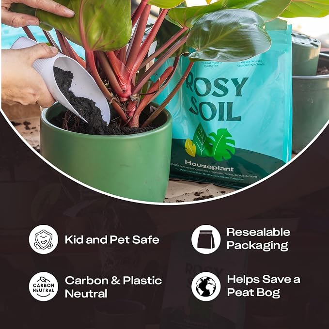 Houseplant