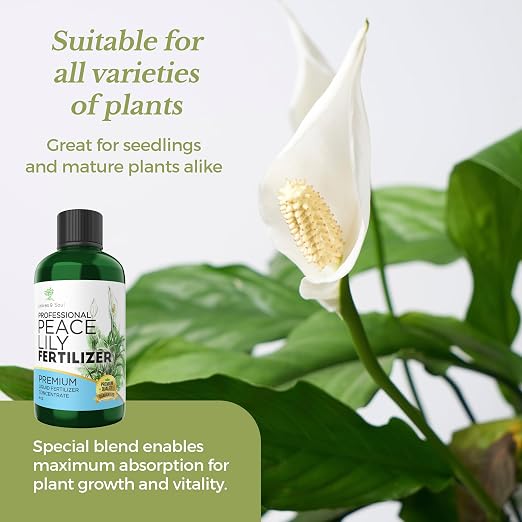 Peace Lily