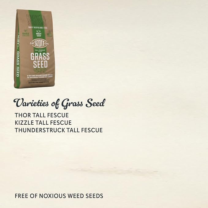 Tall Fescue