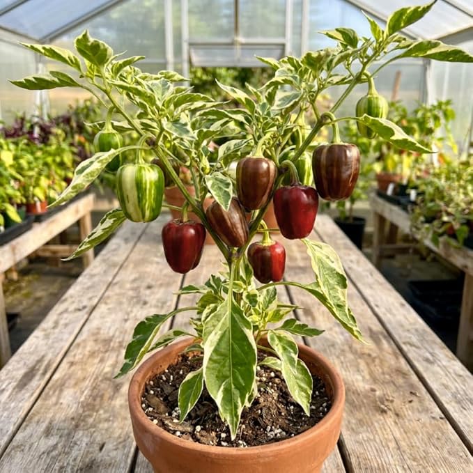 Variegated Chocolate Cherry Peppers