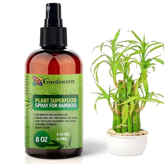 BAMBOO Plants Superfood