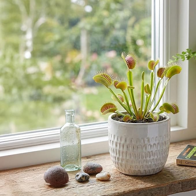 Purple Pitcher Plant & Venus Fly Trap