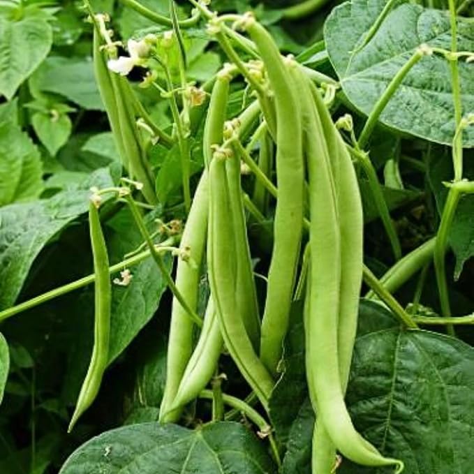 Black Bean