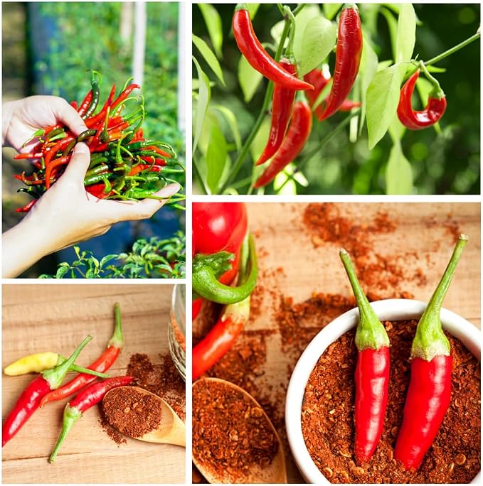 Long Thin Hot Red Peppers