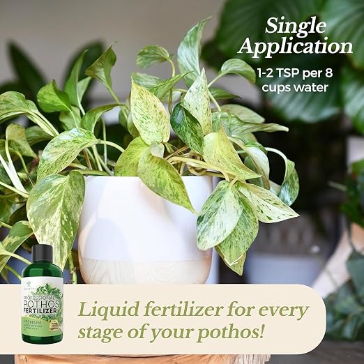 Pothos