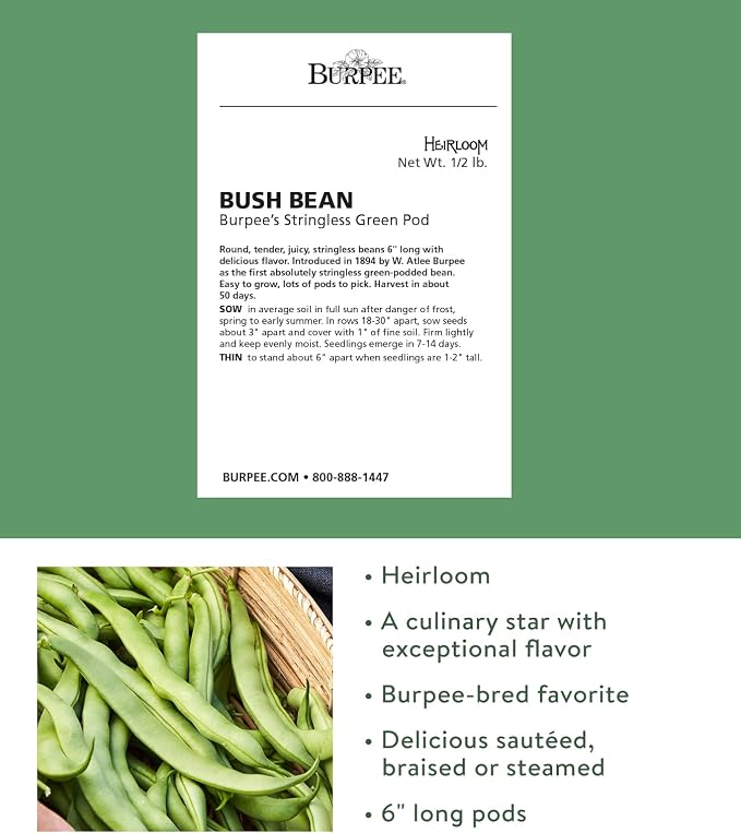 Stringless Green Pod