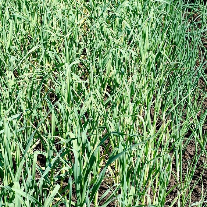 Red Garlic
