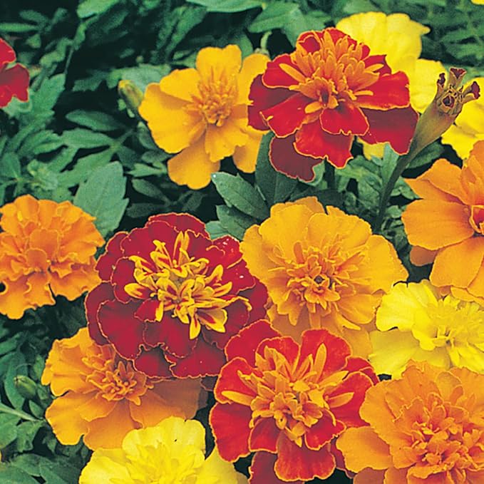 Marigold Champion Mix Seed Multipack - 7 Pack