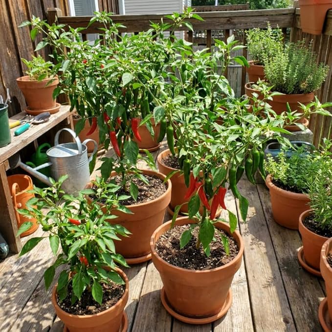 Hot Green Peppers