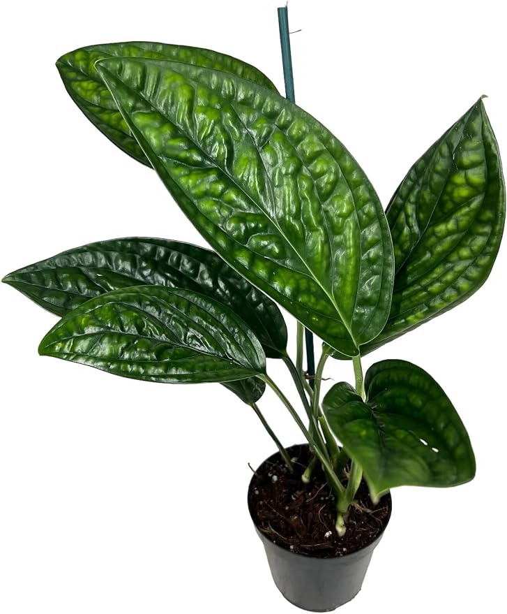Monstera Karstenianum Soil Mix