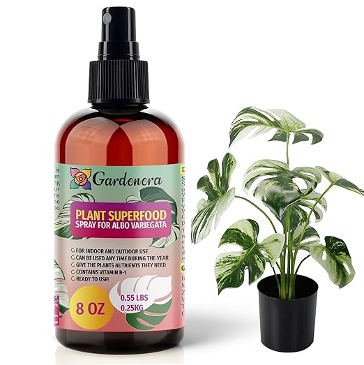 ALBO VARIEGATA Plants Superfood