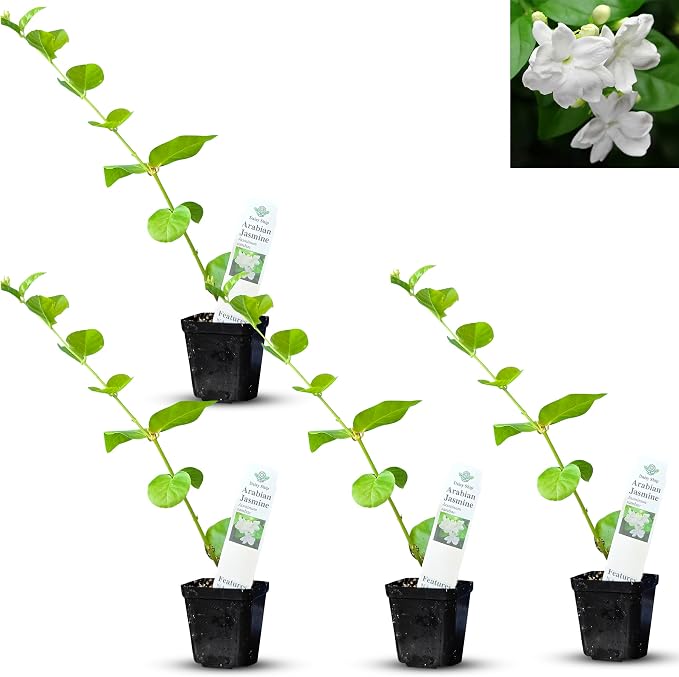 arab-jasmine