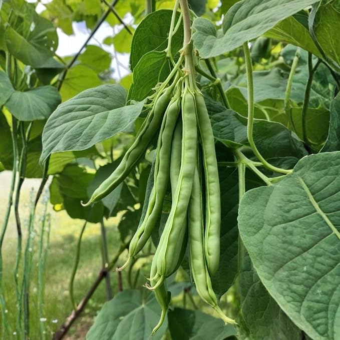Black Bean