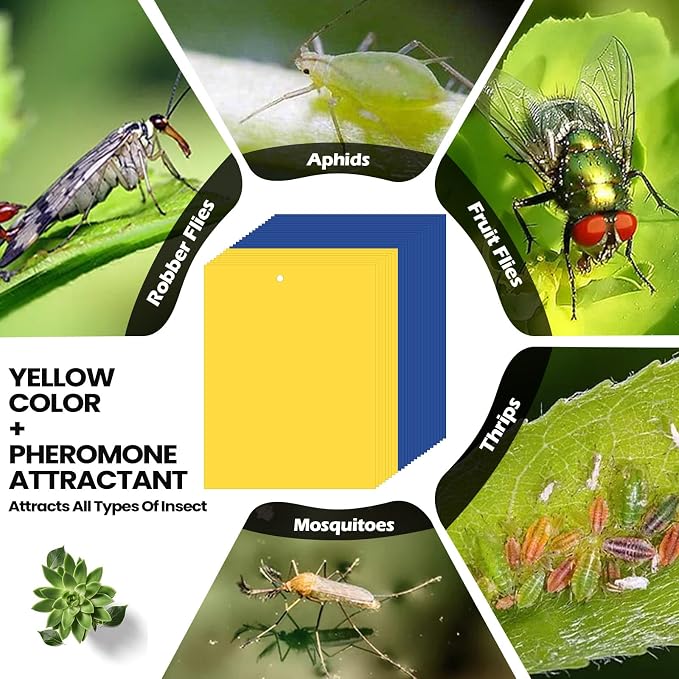Yellow,Blue