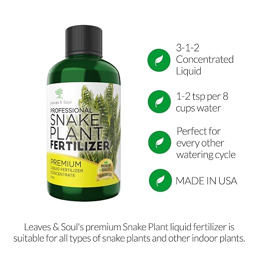 Snake Plant
