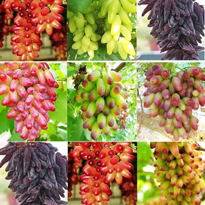 Mixed colour