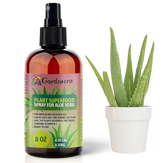 ALOE VERA Plants Superfood