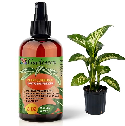 DIEFFENBACHIA Plants Superfood