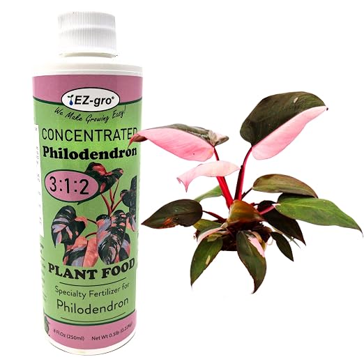 Philodendron