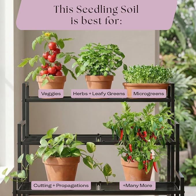 Seedling