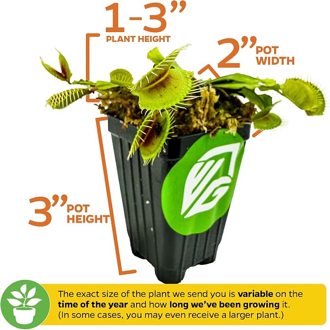 Mammoth Venus Fly Trap