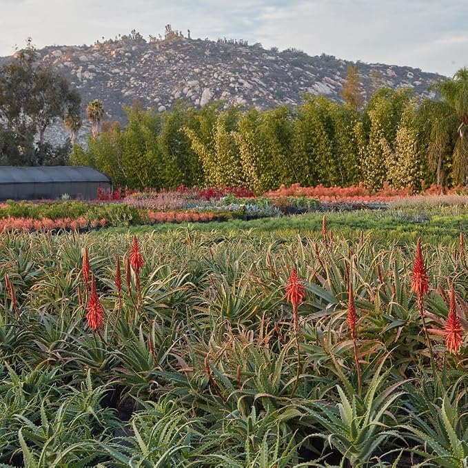 aloe-coral
