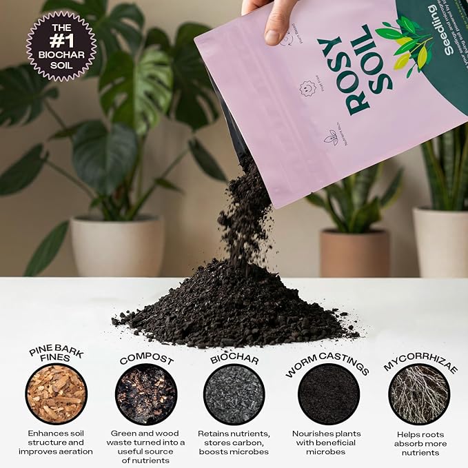 Seedling