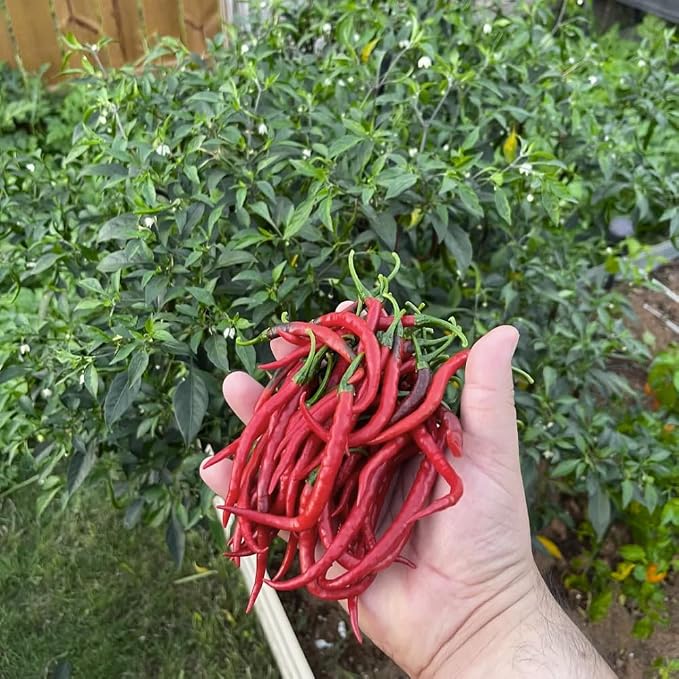 Long Thin Hot Red Peppers
