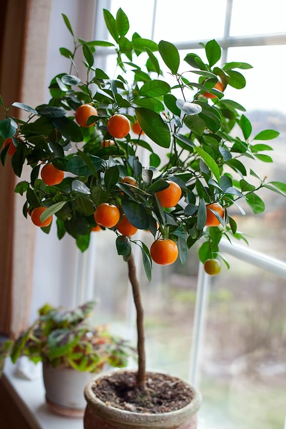 ORANGE TREE