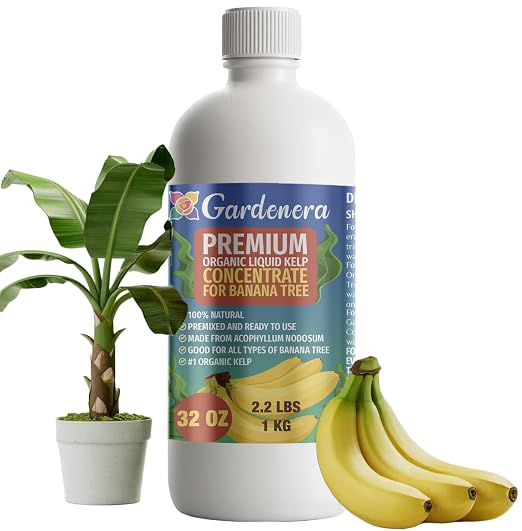 BANANA Tree