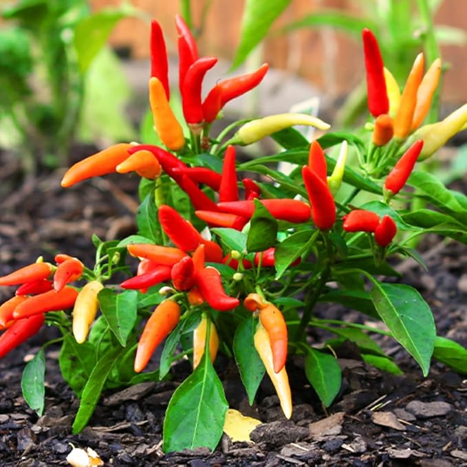Pequine Super Chili Pepper