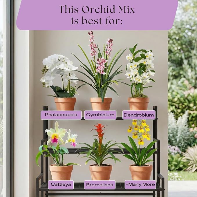 Orchid