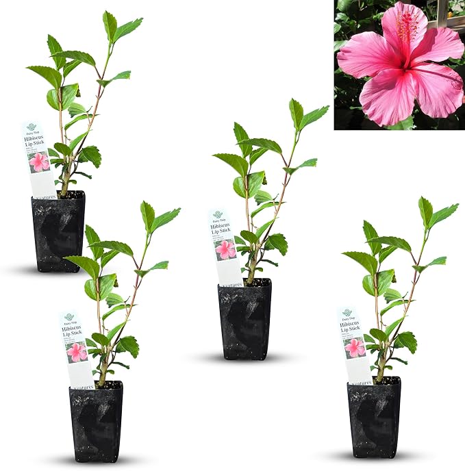 hibiscus-pink