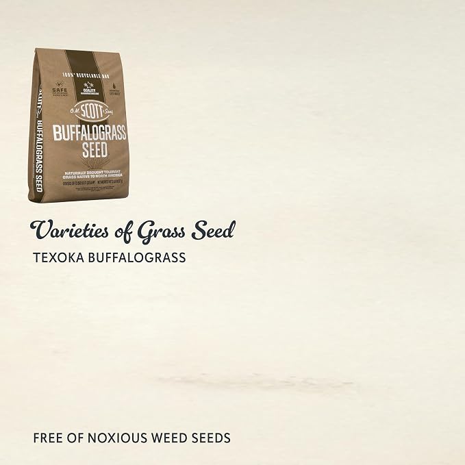 Buffalograss
