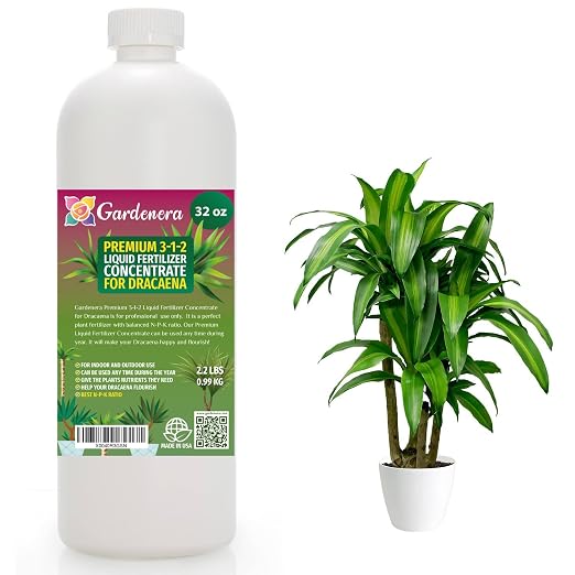 DRACAENA