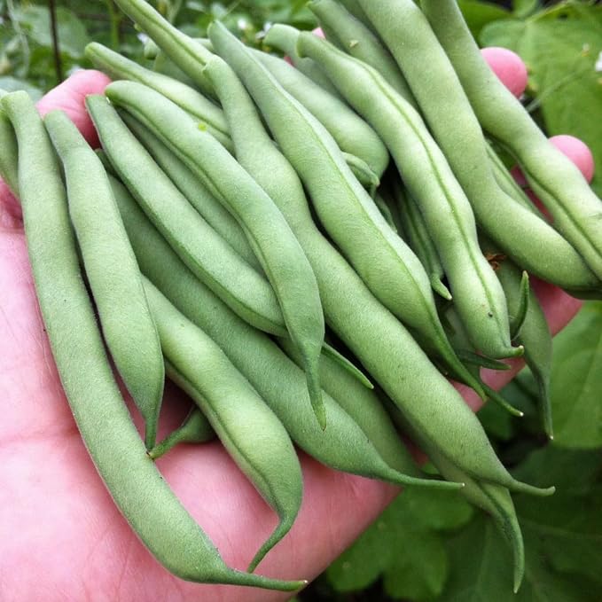 Bush Bean